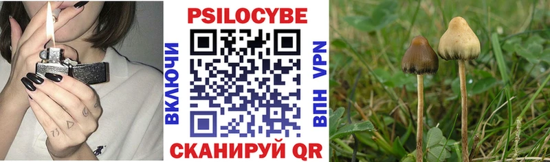 блэк спрут   Бакал  Псилоцибиновые грибы мицелий 